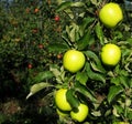 Organic yellow apples cultivated with the red ones on background