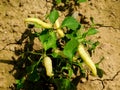 Organic yellow hot chilli pepers