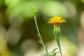 Organic Yellow Marigold Flower with Bud Royalty Free Stock Photo