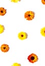 Organic yellow and orange calendula flowers pattern on the white background. Royalty Free Stock Photo