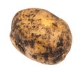 Organic yellow potato tuber isolated on white Royalty Free Stock Photo