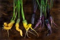 Organic yellow and purple carrots not calibrated, classified as ugly vegetables