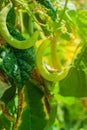 Organic yellow string beans Royalty Free Stock Photo