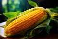 Organic Yellow Sweet Corn close-up