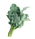 Organic young Brassicaceae Royalty Free Stock Photo