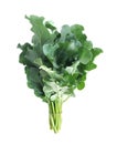 Organic young Brassicaceae Royalty Free Stock Photo