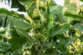 Organic young green banana on a bunch on a tree