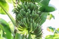 Organic young green banana on a bunch on a tree