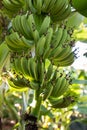 Organic young green banana on a bunch on a tree Royalty Free Stock Photo