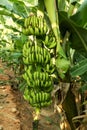 Organic young green banana on a bunch on a tree