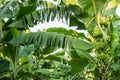 Organic young green banana on a bunch on a tree