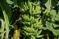 Organic young green banana on a bunch on a tree