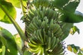 Organic young green banana on a bunch on a tree