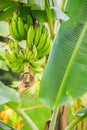 Organic young green banana fruits on tree with sunshine in the s Royalty Free Stock Photo