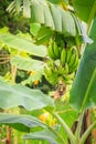 Organic young green banana fruits on tree with sunshine in the s Royalty Free Stock Photo
