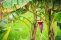 Organic young green banana fruits on tree with sunshine in the s Royalty Free Stock Photo