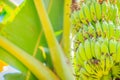 Organic young green banana fruits on tree with sunshine in the sunny day. Bunch of fresh raw young green banana fruit on tree in t Royalty Free Stock Photo