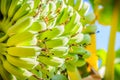Organic young green banana fruits on tree with sunshine in the sunny day. Bunch of fresh raw young green banana fruit on tree in t Royalty Free Stock Photo
