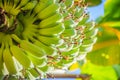 Organic young green banana fruits on tree with sunshine in the sunny day. Bunch of fresh raw young green banana fruit on tree in t Royalty Free Stock Photo