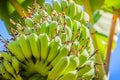 Organic young green banana fruits on tree with sunshine in the sunny day. Bunch of fresh raw young green banana fruit on tree in t Royalty Free Stock Photo