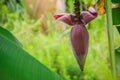 Organic young green banana fruits on tree with sunshine in the s Royalty Free Stock Photo