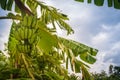 Organic young green banana fruits on tree with sunshine in the s Royalty Free Stock Photo