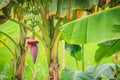 Organic young green banana fruits on tree with sunshine in the s Royalty Free Stock Photo