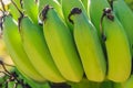 Organic young green banana fruits on tree with sunshine in the s Royalty Free Stock Photo