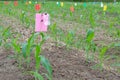 organic young green corn sprout seedling growing in cultivated f Royalty Free Stock Photo