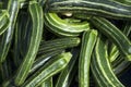 Organic Zucchini is being collected