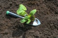 Organic zucchini seedling on a planting shovel on dark fertile soil in the vegetable garden, spring gardening for the kitchen, Royalty Free Stock Photo