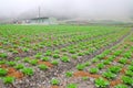 Organically cabbage farm.