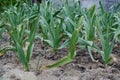 Organically cultivated garlic plantation in the vegetable garden