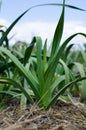 Organically cultivated garlic plantation in the vegetable garden