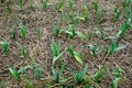 Organically cultivated garlic plantation in the vegetable garden