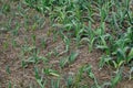 Organically cultivated garlic plantation in the vegetable garden