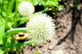 organically cultivated garlic plantation in the vegetable garden. Small sapling of garlic. Garlic Plants on a Ground Royalty Free Stock Photo