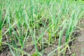 organically cultivated garlic plantation in the vegetable garden. Small sapling of garlic. Garlic Plants on a Ground Royalty Free Stock Photo