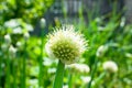 organically cultivated garlic plantation in the vegetable garden. Small sapling of garlic. Garlic Plants on a Ground Royalty Free Stock Photo