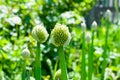 organically cultivated garlic plantation in the vegetable garden. Small sapling of garlic. Garlic Plants on a Ground Royalty Free Stock Photo