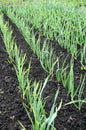 Organically cultivated growing garlic plantation Royalty Free Stock Photo