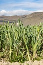 Organically cultivated leek plantation in the vegetable garden Royalty Free Stock Photo