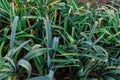 Organically cultivated leek plantation in the vegetable garden