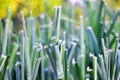 Organically cultivated leek plantation in the vegetable garden Royalty Free Stock Photo