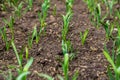 organically cultivated leek plantation in the vegetable garden Royalty Free Stock Photo