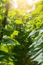 organically cultivated plantation of cucumber in vegetable garden