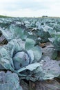 Organically cultivated red cabbages from close Royalty Free Stock Photo