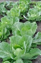 Organically cultivated ripening cabbage plantation