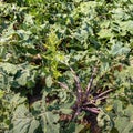 Organically cultivated rutabaga plants up close Royalty Free Stock Photo