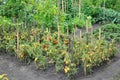 Vegetable garden